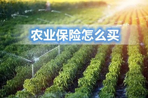 农业保险怎么买?农业保险一亩地赔多少钱?